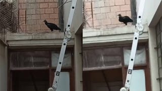 San Isidro: vecina pide ayuda para retirar nido de gallinazo en su departamento desde hace un mes