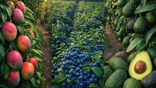 Lluvias golpean al mango y ponen en riesgo hasta 15 % de envíos en fresco: palta y arándano en alerta