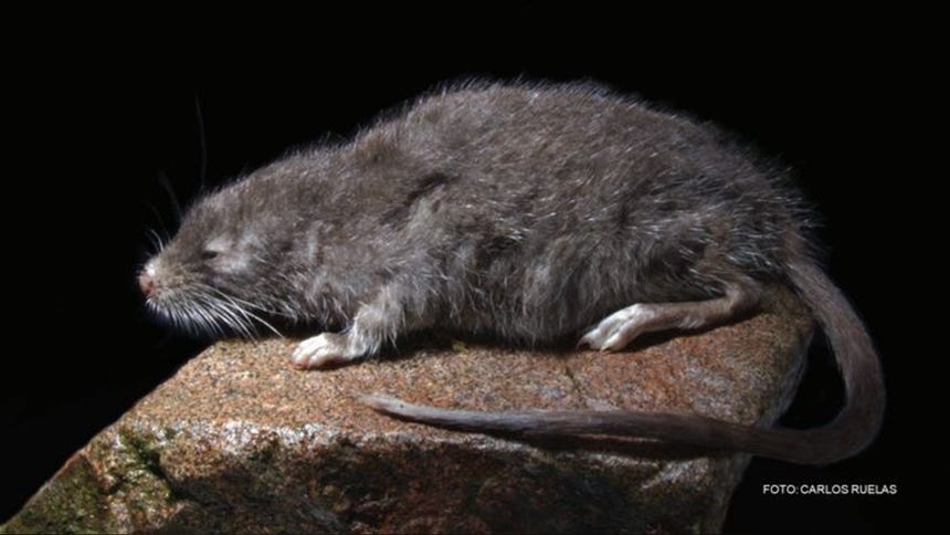 El Incanomys parviauris habita los bosques montanos de la vertiente oriental de los Andes peruanos.