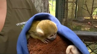 Conoce al 'Punch' peruano, el monito fraile que se aferra a un peluche como si fuera su madre