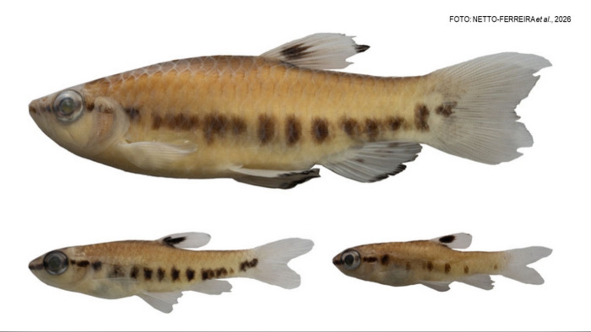 Loreto: descubren nueva especie de pez en la Reserva Nacional Pucacuro