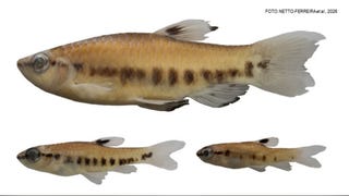 Loreto: descubren nueva especie de pez en la Reserva Nacional Pucacuro