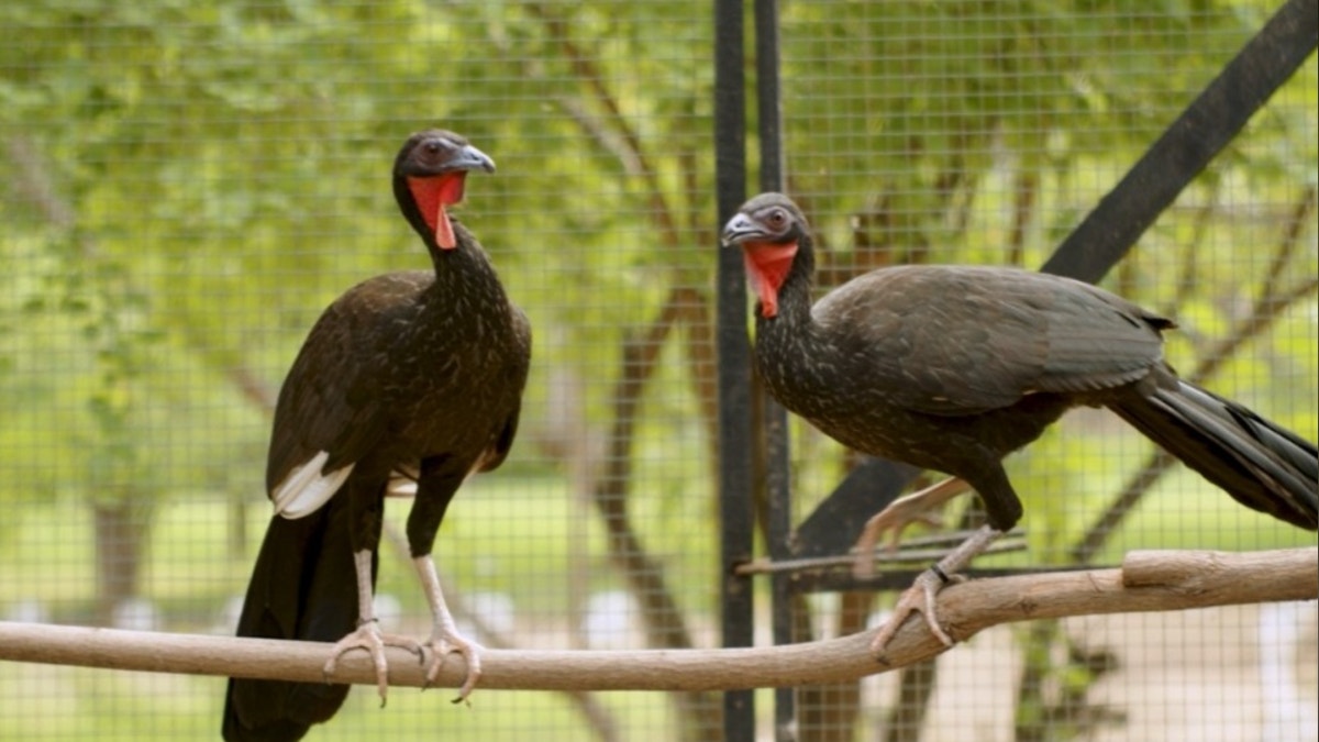 La pava aliblanca es la guardiana del bosque seco del norte del país.