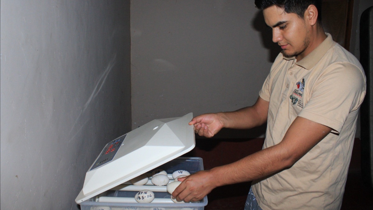 Los huevos son cuidados bajo condiciones controladas de temperatura y humedad, con el objetivo de asegurar su adecuado desarrollo.