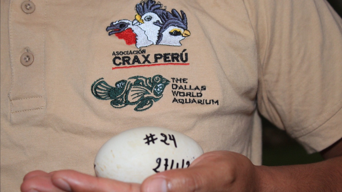 Los huevos son cuidados bajo condiciones controladas de temperatura y humedad, con el objetivo de asegurar su adecuado desarrollo.