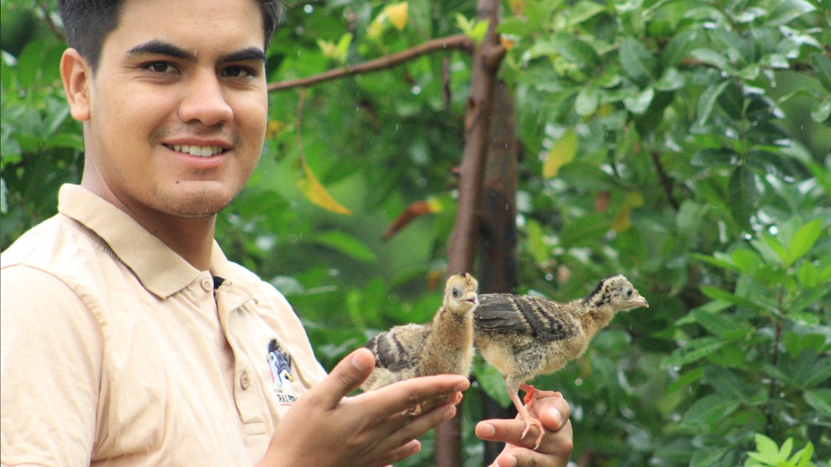 Los polluelos junto a su cuidador, quien estuvo pendiente durante todo el proceso.
