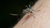 La ciencia descubre las reglas de ataque de los mosquitos