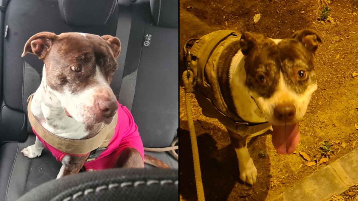 La perrita de raza pitbull tiene seis años y es muy cariñosa