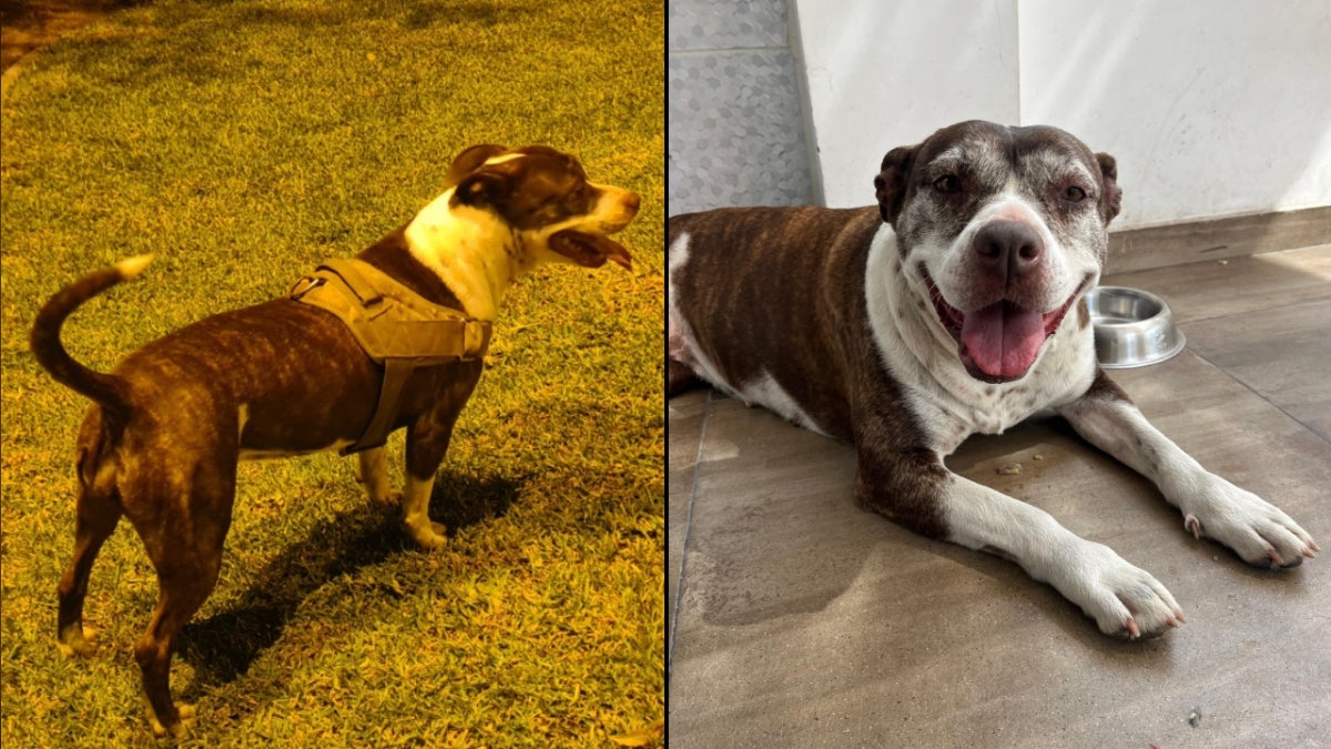 Kira es una perrita rescatada de la calle que estaba abandonada 