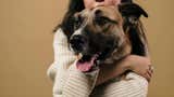Nuestra vida común con los perros comenzó mucho antes de lo que pensábamos