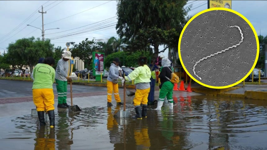Minsa reporta nueve fallecidos por leptospirosis y más de 1 200 casos en todo el país: estas son las regiones con más contagios
