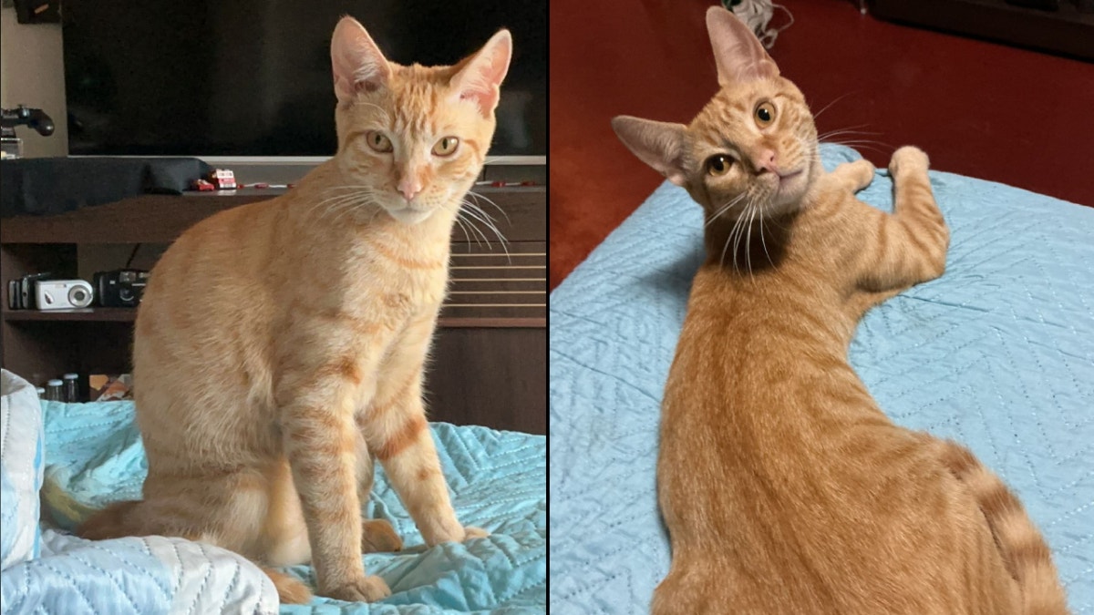 Dorito no sale a la calle y su familia lo busca por todos lados