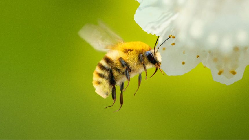 'Secretos de las abejas': estreno, tráiler y dónde ver el documental producido por James Cameron