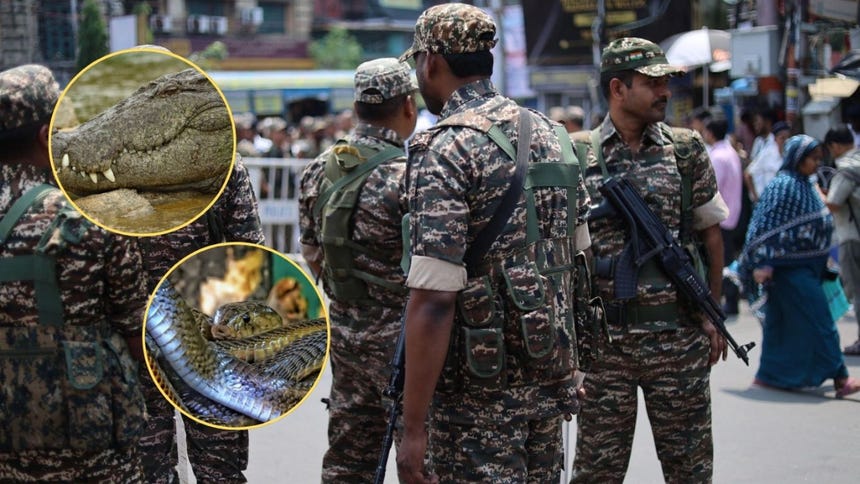 India estudia soltar serpientes y cocodrilos para controlar la frontera con Bangladesh