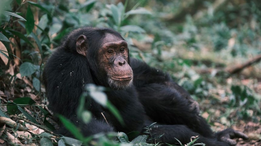 La mayor comunidad de chimpancés salvajes se divide e instaura una violencia colectiva