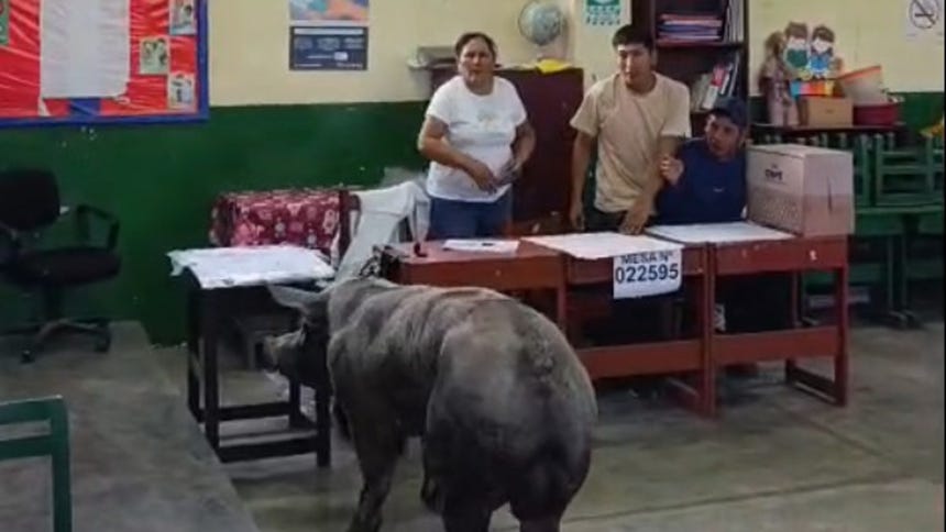 Ica: un cerdo sorprende a electores al ingresar en un centro de votación en Yauca del Rosario [VIDEO]
