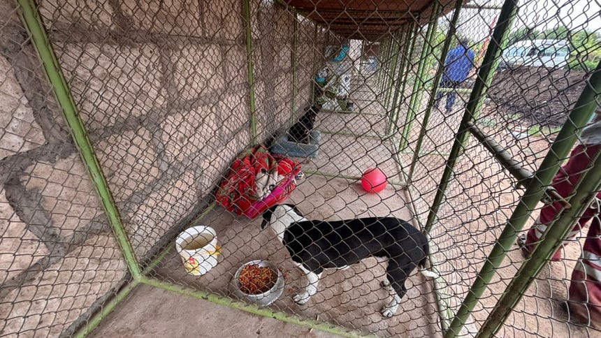 Un perro mordió a 15 niños tras ingresar a un colegio en Arequipa: ¿qué se sabe del caso?