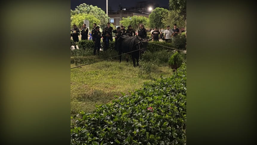 Lambayeque: un toro se escapó mientras era llevado a un establo y genera temor en vecinos [VIDEO]