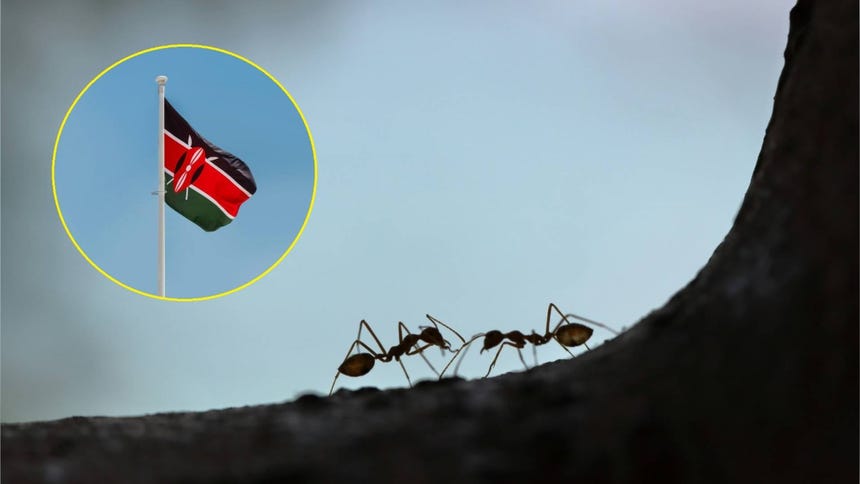 Hombre fue condenado a prisión en Kenia por intentar contrabandear miles de hormigas