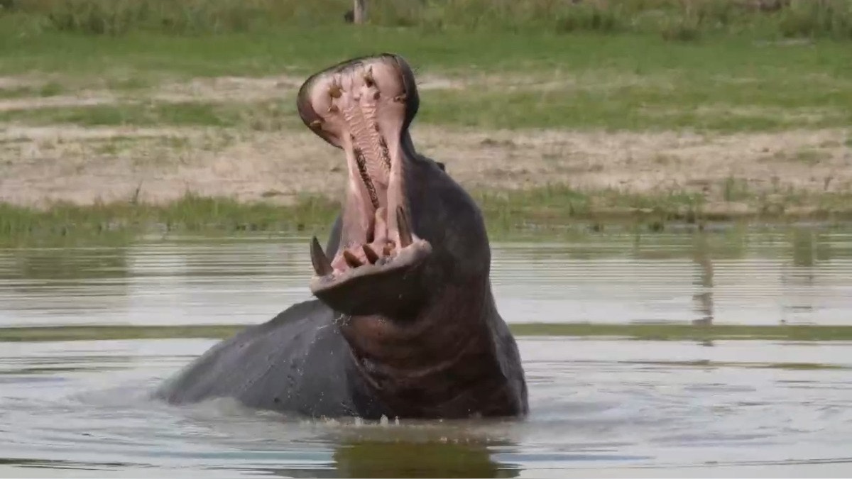 Debate ambiental en Colombia por el anuncio de eutanasia para hipopótamos.