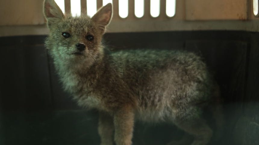 Rescatan a cachorro de zorro andino que se ocultaba en un taller de mecánica en San Martín de Porres [FOTOS y VIDEO]