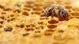 ‘Secretos de las abejas’: el documental de National Geographic que cambia lo que creíamos saber sobre las abejas