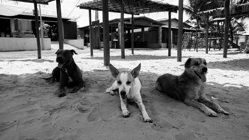 Municipalidad de Chiclayo justifica ordenanza que limita a dos mascotas por quejas de vecinos