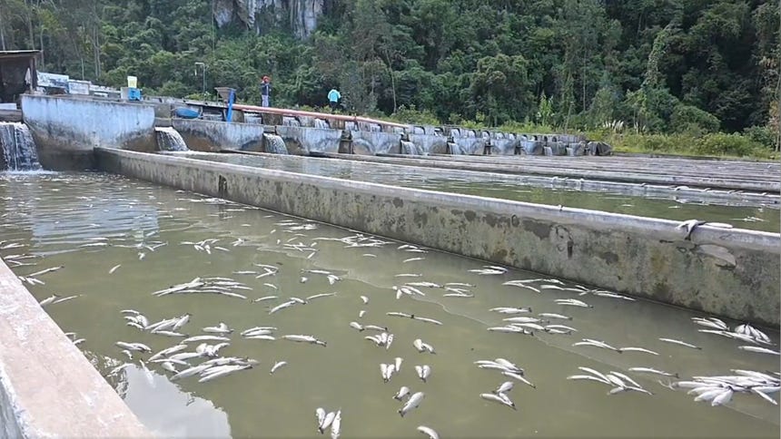 Junín: inician entierro de casi 120 toneladas de truchas que murieron en siete criaderos de la cuenca del río Yuracyacu