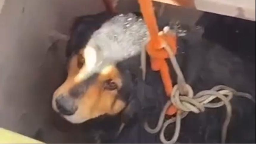 Policía rescató a un perro que quedó atrapado en un canal de desagüe a varios metros bajo la calle en Cusco [VIDEO]