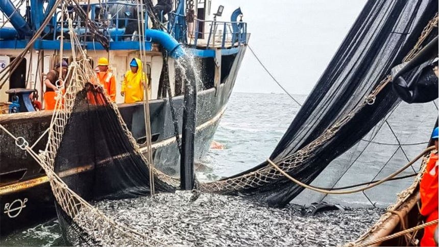 El Niño Costero ya impacta la pesca: ¿qué está pasando con la anchoveta en Perú?