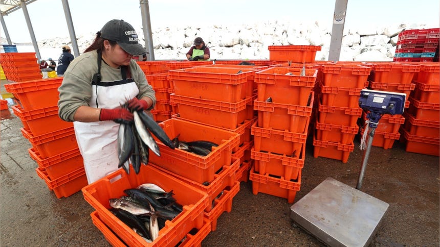 Tacna: Contraloría alerta que peces para consumo humano fueron lavados con agua contaminada en Morro Sama