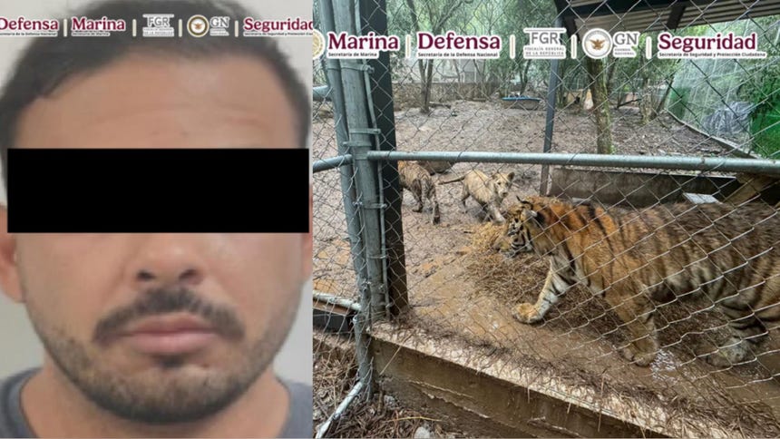Capturan a cabecilla de un cártel en México y le incautan drogas, armas, vehículos y siete tigres