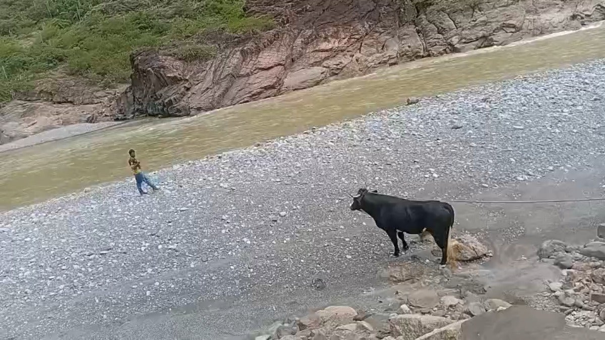 Rolando Bazán hace un llamado desesperado a las autoridades para intervenir antes de que el toro por falta de alimento. 