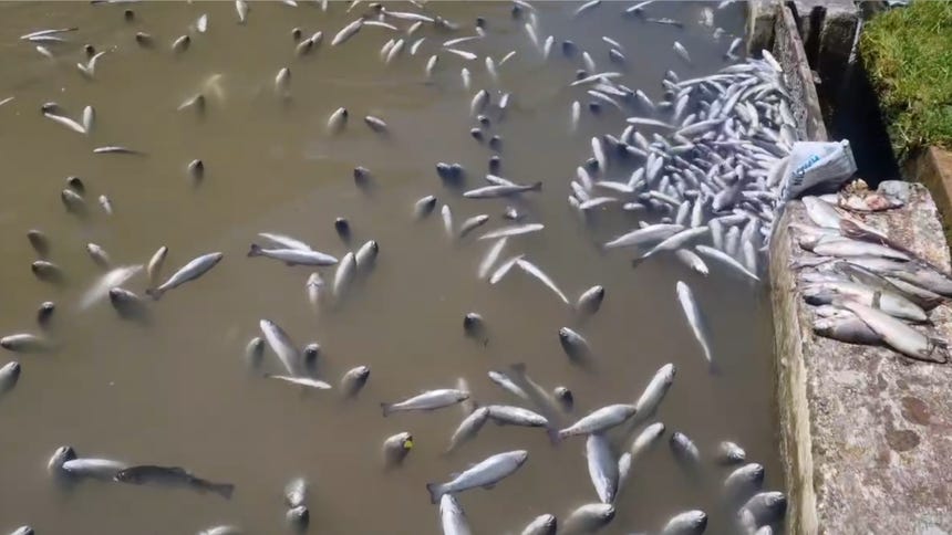 Junín: Policía confirma presencia de cianuro en el río Yuracyacu tras la muerte masiva de truchas