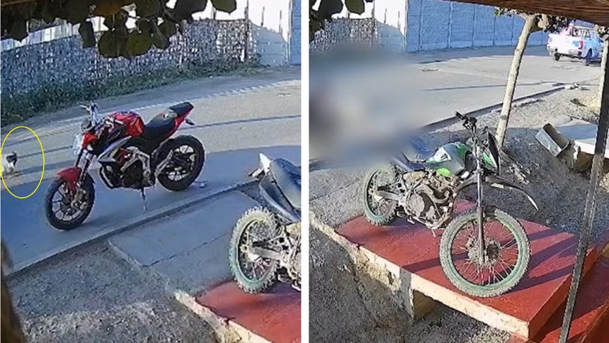 Perrito murió tras ser atropellado por camioneta de Serenazgo de Sunampe: todo lo que se sabe del caso