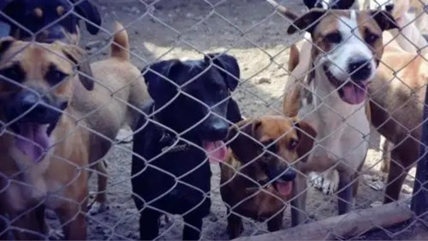Congreso aprueba endurecer penas contra el maltrato animal: agresiones sexuales y muertes recibirán sanciones severas