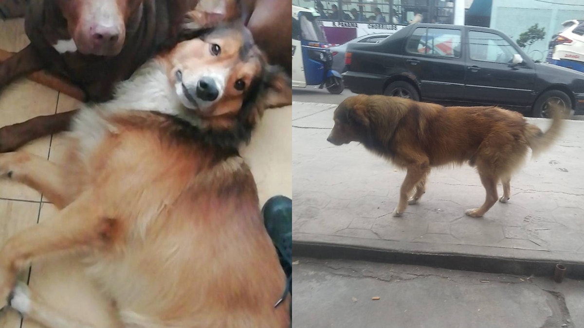 Chorrillos: familia pide ayuda para encontrar a su perrito Octavio que sufre otitis