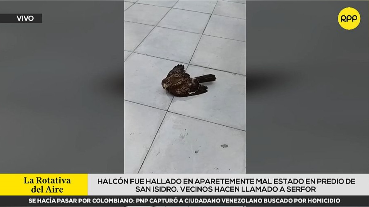 Gavilán herido cayó en plena vía pública en San Isidro [VIDEO]