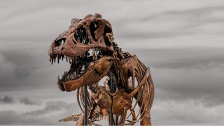 Ponen a subasta fósil de Tyrannosaurus rex en Estados Unidos: podría venderse entre $ 20 y 30 millones [FOTOS]