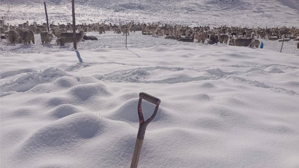Nevadas siguen golpeando el territorio nacional: Senamhi activa alerta en 13 regiones por precipitaciones
