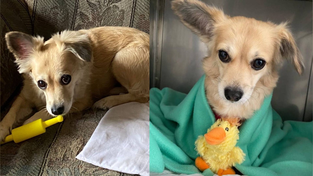 Chorrillos: familia busca a perrita que se perdió tras acudir a un servicio de baño