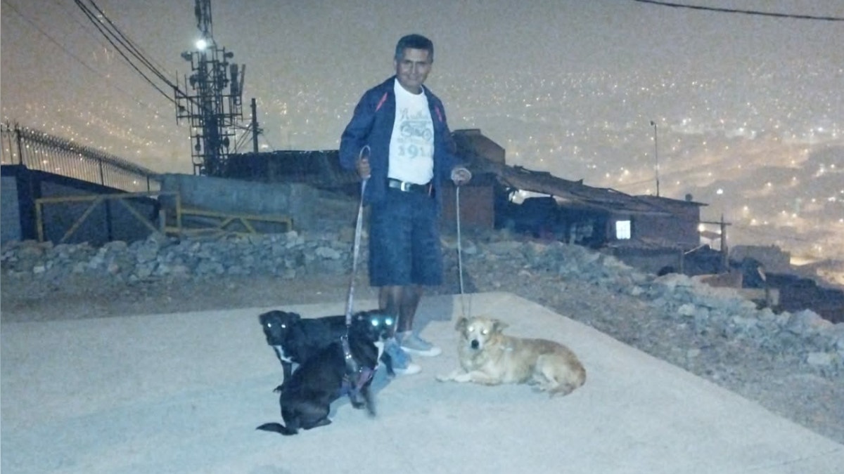 San Juan de Miraflores: pastor chiribaya llamado Chato se perdió hace 10 días en Las Torres de Alemana [VIDEO]