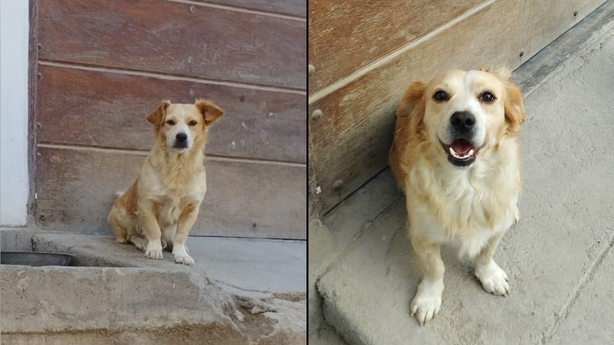 Chato es un pastor chiribaya de seis años que desapareció hace 14 días en San Juan de Miraflores