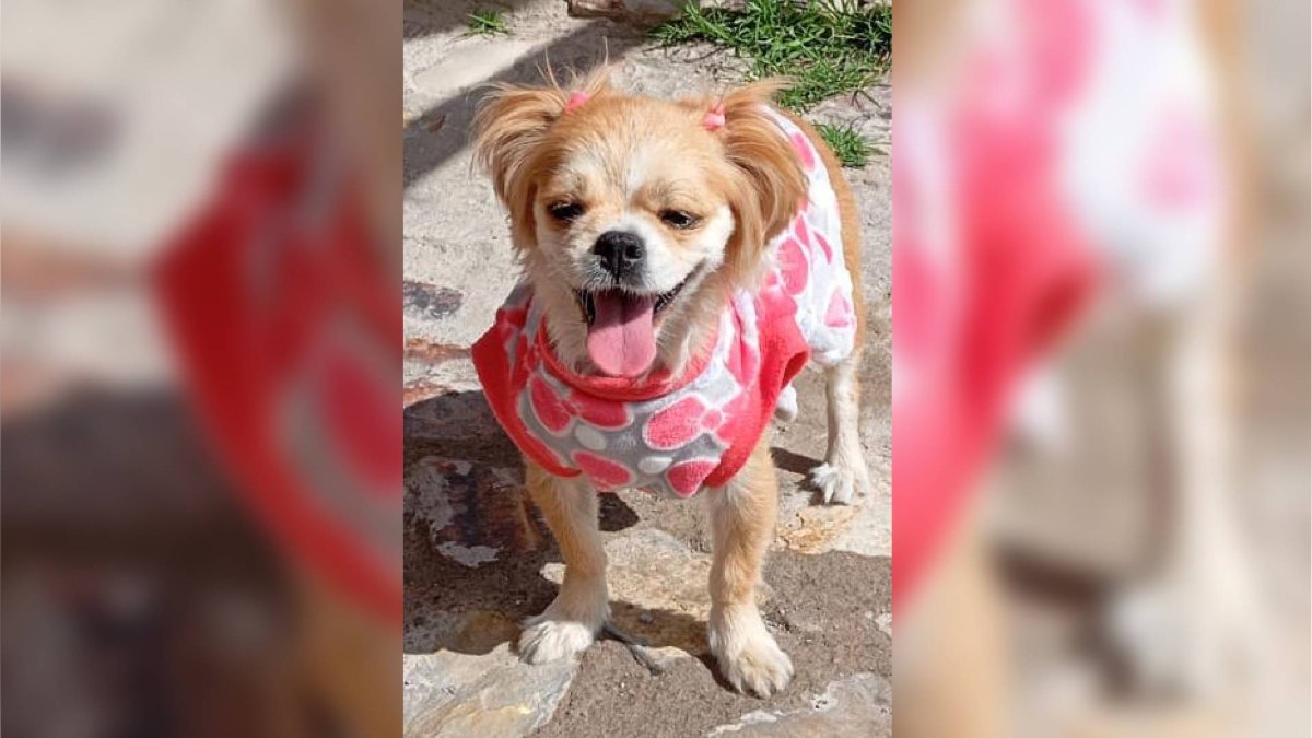 Chorrillos: buscan a perrita de soporte emocional que se perdió tras huir del ruido de fuegos artificiales
