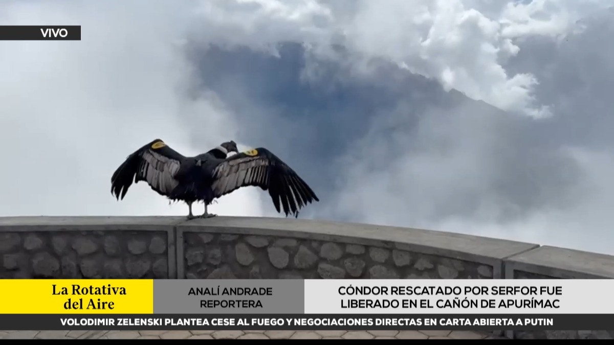 El animal fue bautizado con el nombre de Apurímac, que en quechua significa “Dios que habla”. 