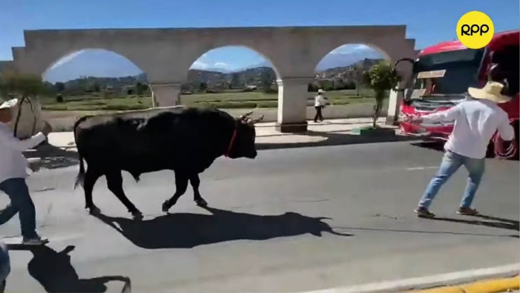 Arequipa: ciudadano acudió a votar acompañado de su toro en Tiabaya