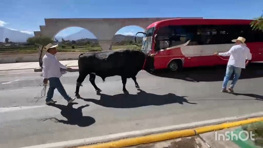 Arequipa: ciudadano acudió a votar acompañado de su toro en Tiabaya