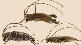 Investigadores descubren un nuevo género y nueve especies de escarabajo en la Reserva de Biosfera del Manu
