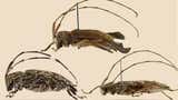 Investigadores descubren un nuevo género y nueve especies de escarabajo en la Reserva de Biosfera del Manu