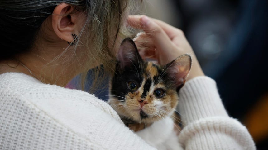 Los gatos también están entre las mascotas preferidas de los chilenos. 